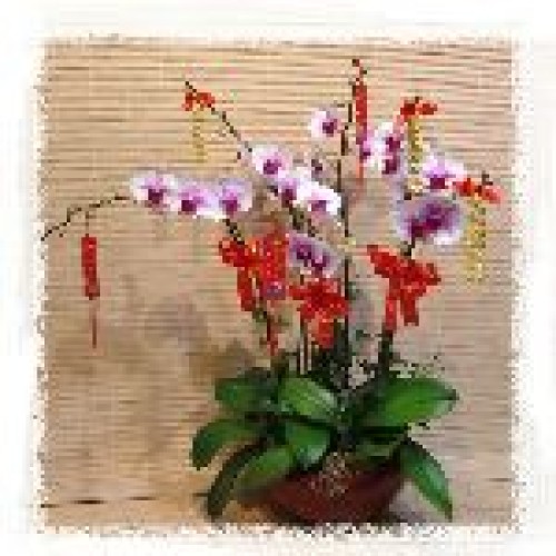 orchid 6-stem